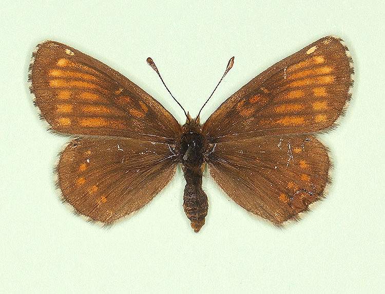 Melitaea athalia female (aberrant form cymothoe) (Internet Image property of respective owner, non-commercial use only)